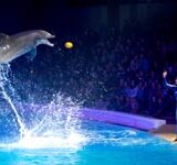 delfin2