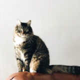 ember-ivory-450671-unsplash